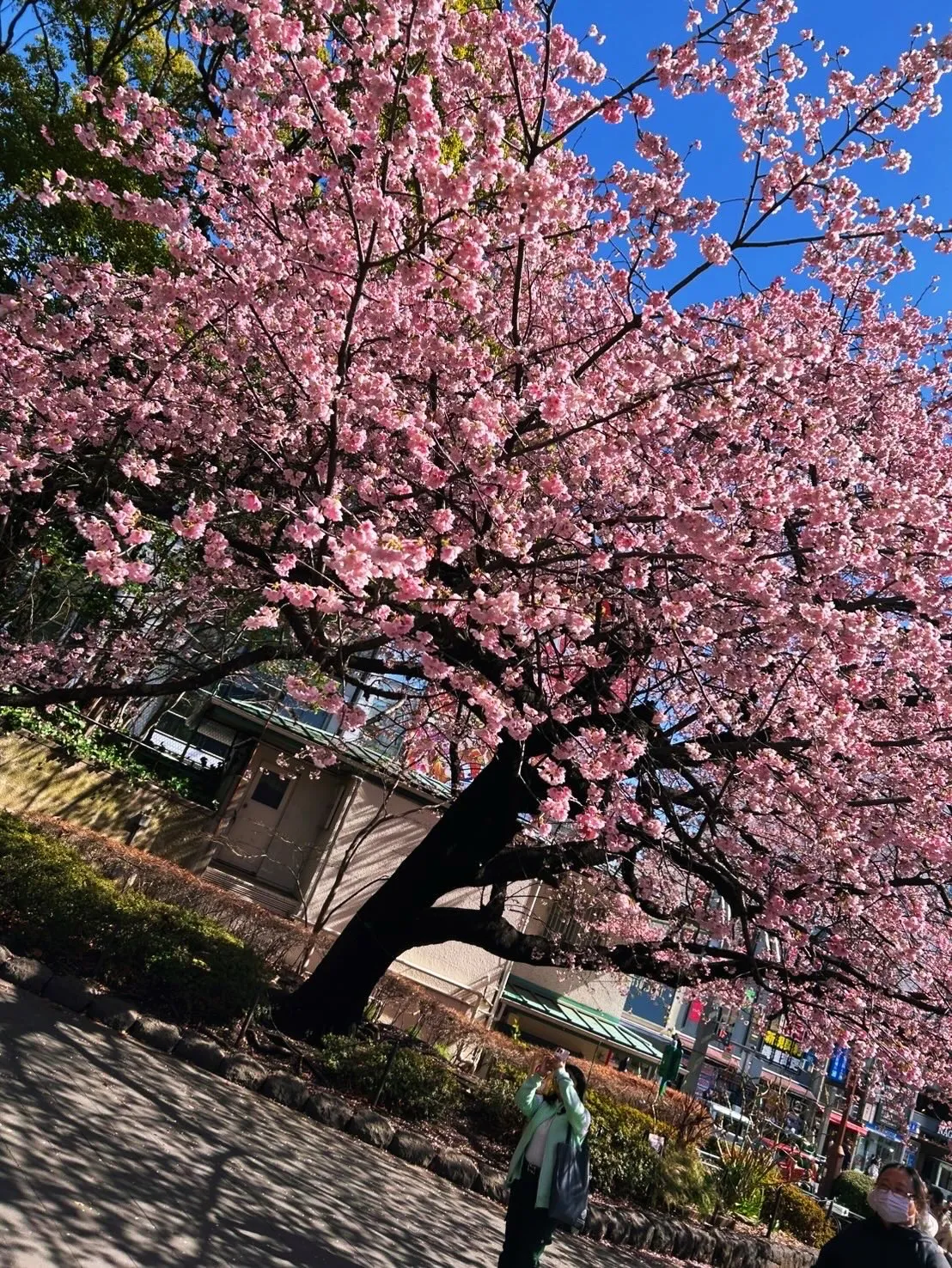 3月も終わりが近づき、桜が咲く花見の季節がやってきました！🌼