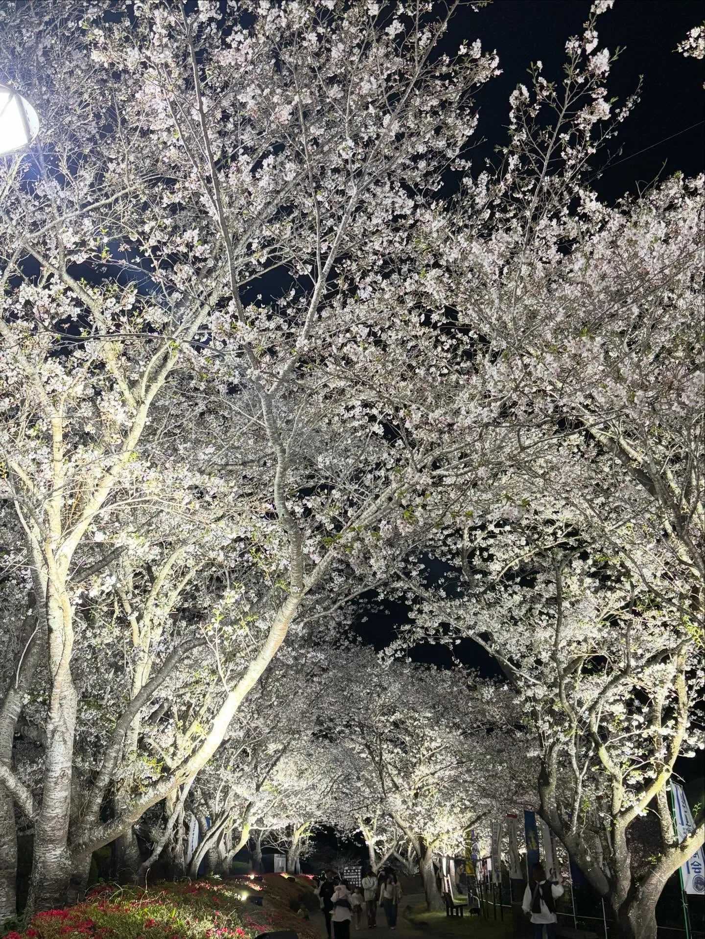 桜の季節が過ぎ、新しい出会い溢れる新学期の始まりですね🌸✨