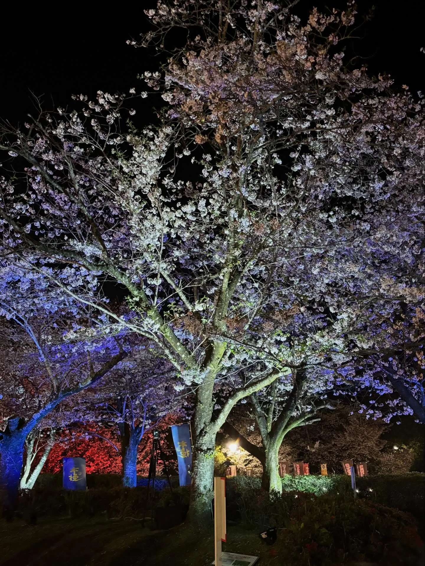 桜の季節が過ぎ、新しい出会い溢れる新学期の始まりですね🌸✨